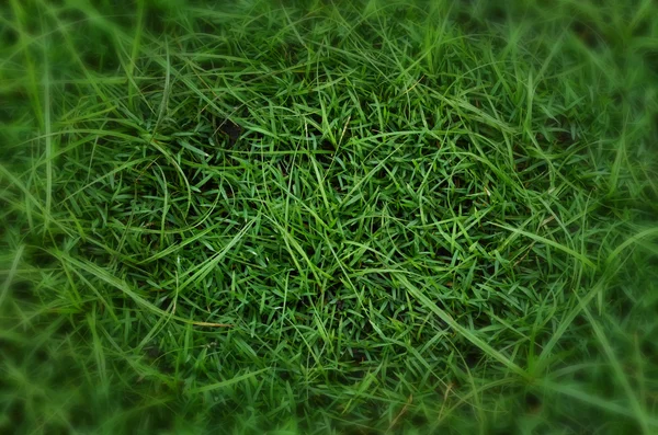 Gras achtergrond close-up — Stockfoto