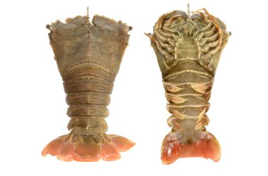Flathead Lobster clipart