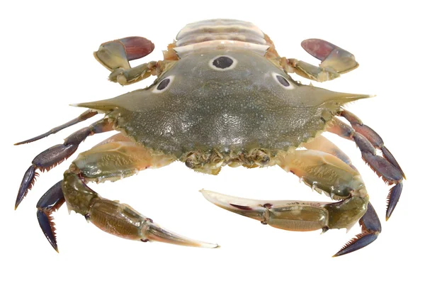 Crab three dot — Stock Photo, Image