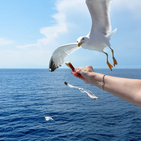 Flying seagull taking food from hand