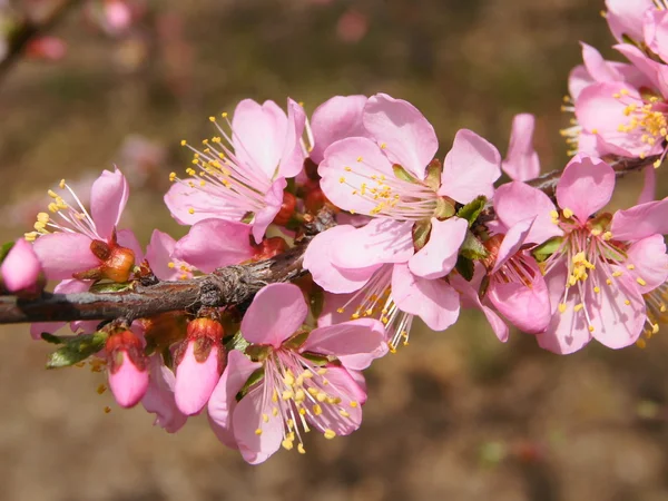 Frühlingsblühende Blumen (geschnitten)) — Stockfoto