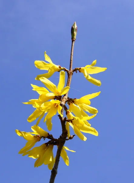 stock image Spring blooming yellow flower close up