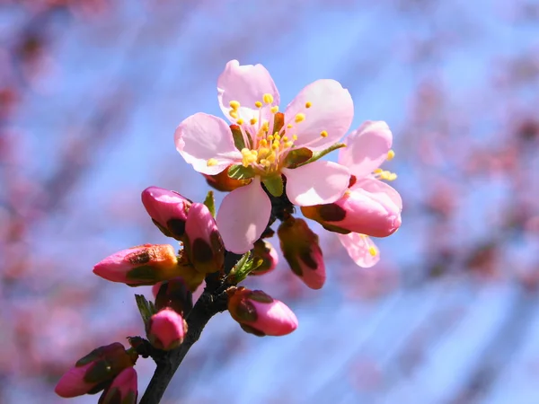 Blütenpracht im Frühling — Stockfoto