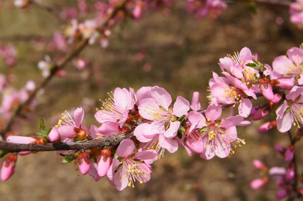 Весняна гілка квітучих квітів — стокове фото