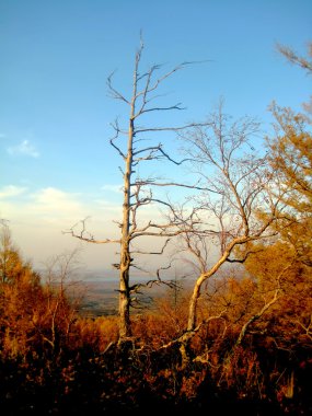 Dead tree in the sunset on the mountain Laoheishan clipart
