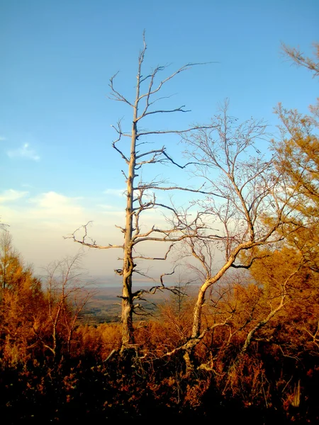 stock image Dead tree in the sunset on the mountain Laoheishan