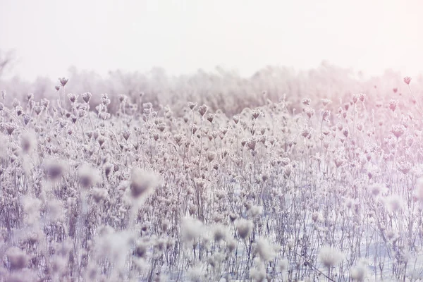 Magia de inverno — Fotografia de Stock