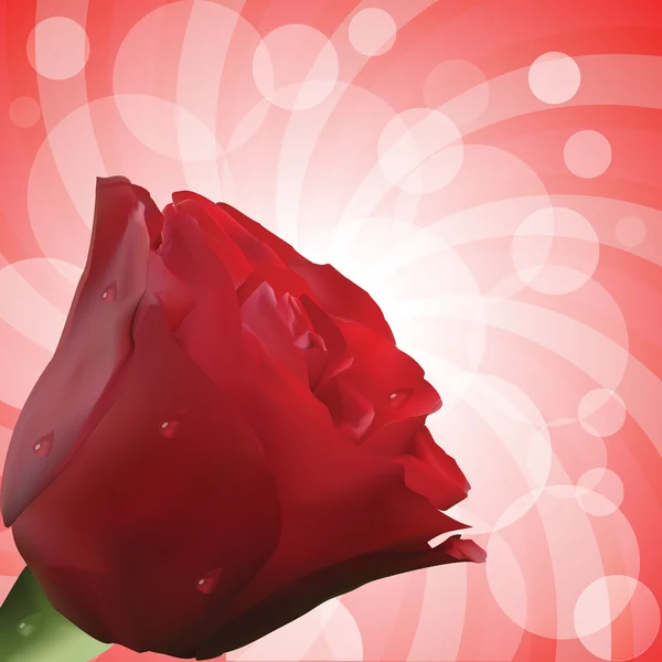 Червона троянда з краплями і круглим тлом — стоковий вектор