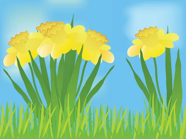 Daffodil landscape — Stock Vector