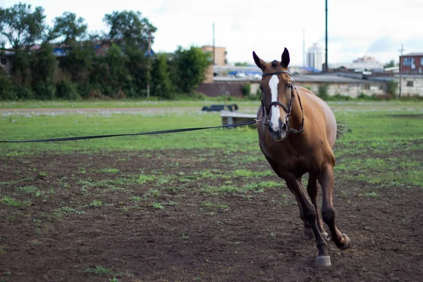 Jong paard — Stockfoto