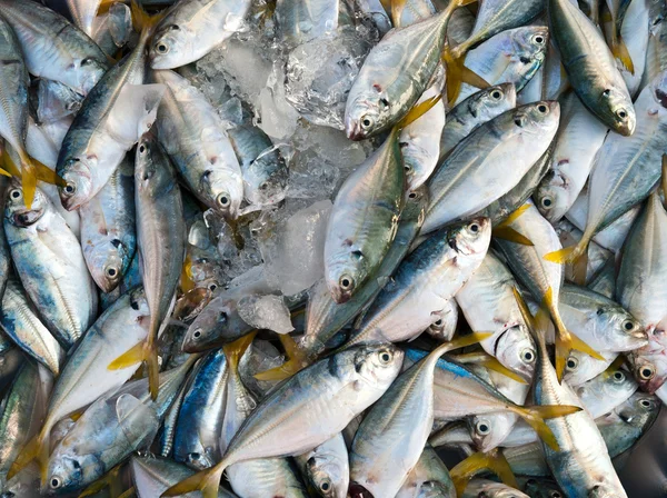 Peixe fresco de sarda — Fotografia de Stock