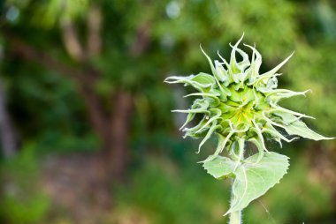 Bud ayçiçeği