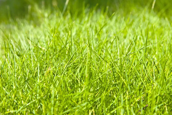 Hierba verde en la naturaleza — Foto de Stock