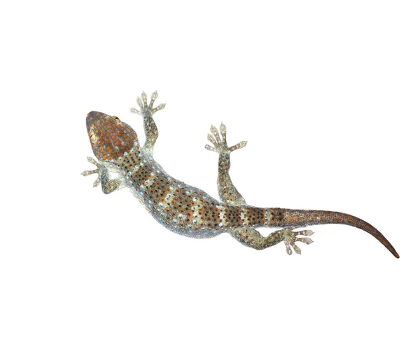 Gecko isoliert auf weißem Hintergrund — Stockfoto