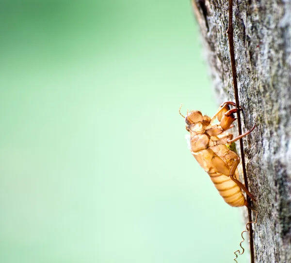 stock image Cicada molt