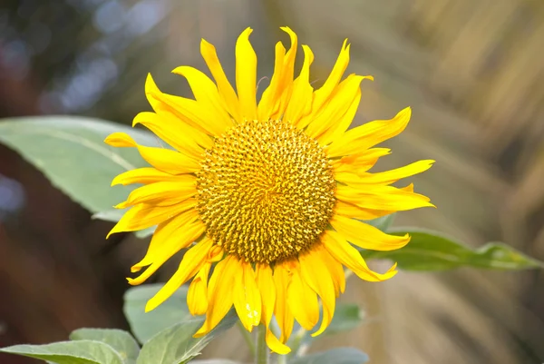 Sluiten van de zon bloem — Stockfoto