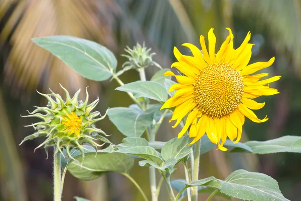 Primer plano de la flor del sol —  Fotos de Stock