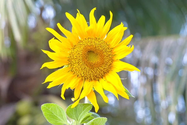 Güneş çiçeğine yaklaş — Stok fotoğraf