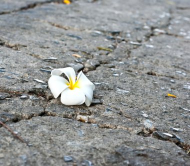Beyaz frangipani yolda düşmüş çiçek
