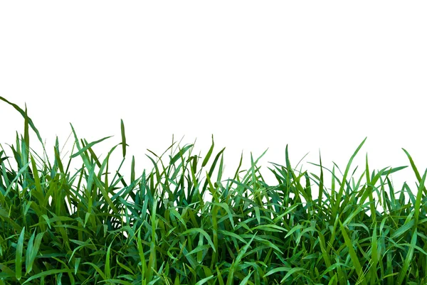 Marco de hierba aislado sobre fondo blanco — Foto de Stock