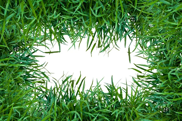 Quadro de grama isolado no fundo branco — Fotografia de Stock