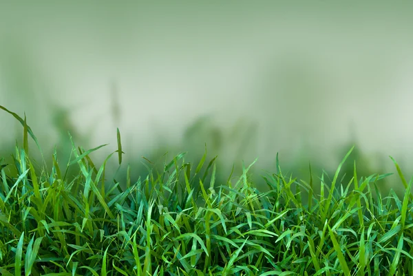 Grønt græs i naturen - Stock-foto