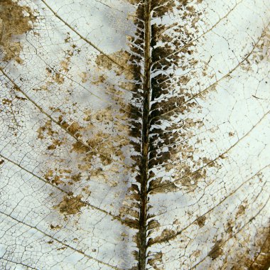 Skeleton leaf background clipart