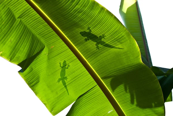 Lizard silhouette on green leaf — Stock Photo, Image