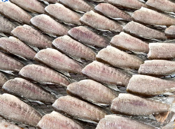 干しグーラミ魚 — ストック写真