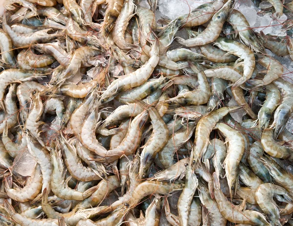 Crevettes fraîches sur le marché — Photo