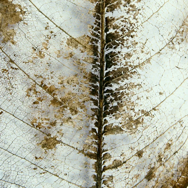 Фон листьев скелета — стоковое фото