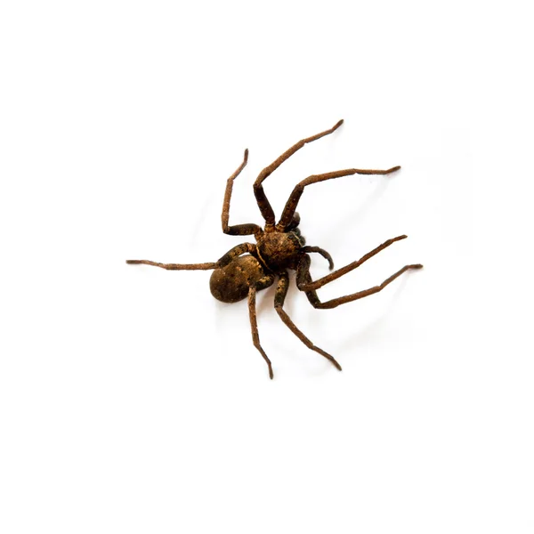Pavouk na bílém pozadí — Stock fotografie