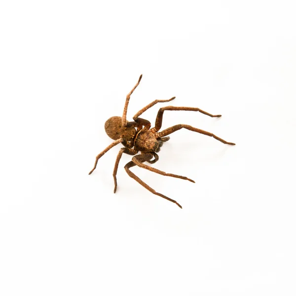 Araña sobre fondo blanco — Foto de Stock