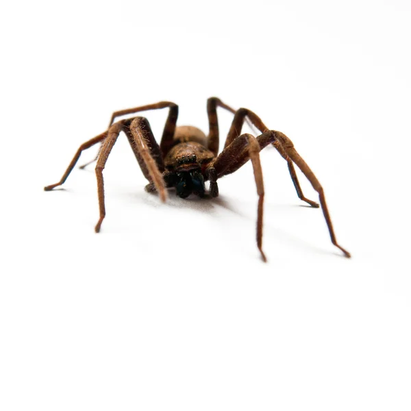 Araña sobre fondo blanco — Foto de Stock