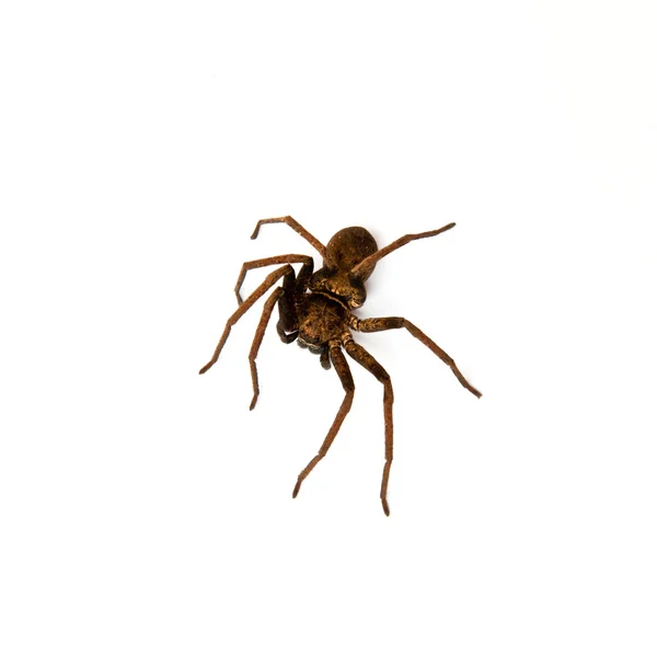 stock image Spider on white background