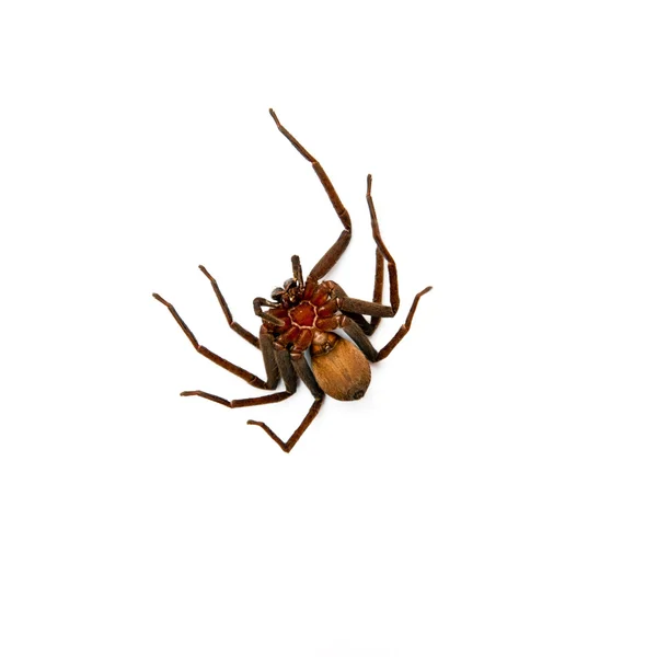 stock image Spider on white background