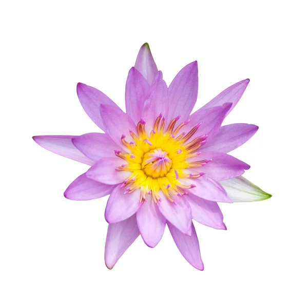 stock image Lotus flower isolated on white with clipping path