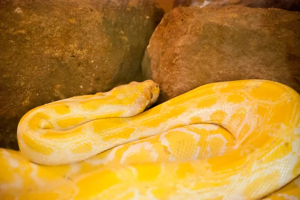 Close up van gouden Thaise pythongekke gekleurde oppervlak — Stockfoto