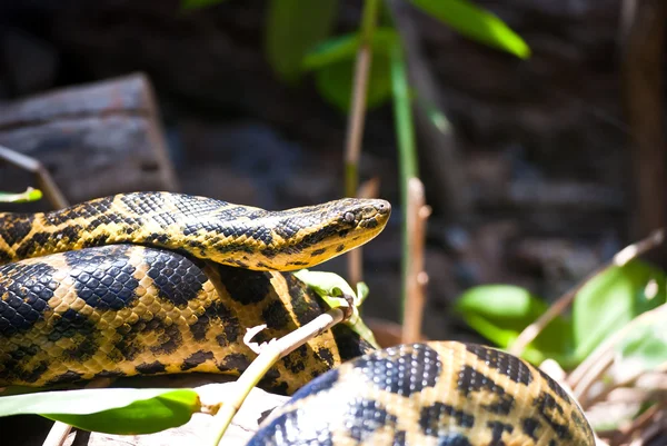 Bir bacak üzerinde sarılı yılan — Stok fotoğraf