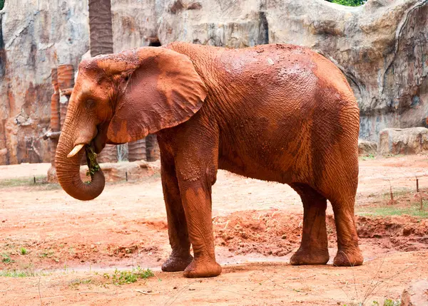 Slon africký — Stock fotografie