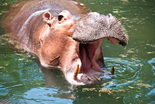 Flodhäst öppna sin mun i en damm — Stockfoto