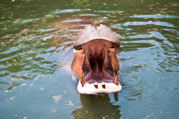 Nilpferd öffnet sein Maul in einem Teich — Stockfoto