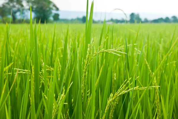 Close up of green paddy rice plant — Stock Photo, Image