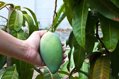 ağaç üzerinde bir mango askıda tutan el