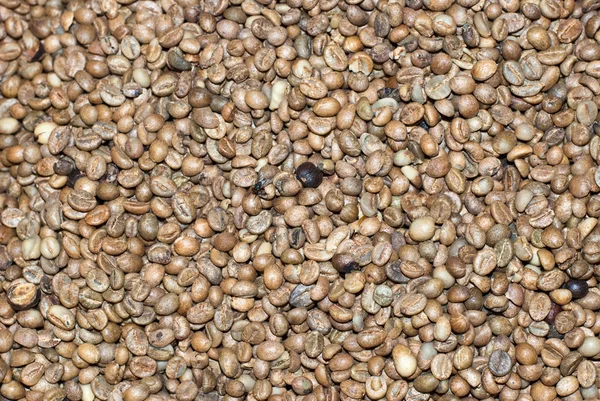 stock image Raw coffee beans