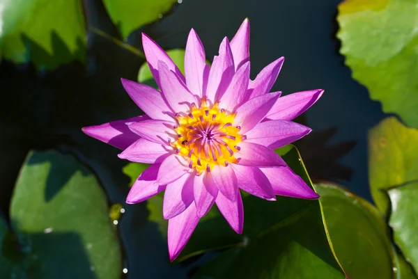 stock image Lotus flower in pond