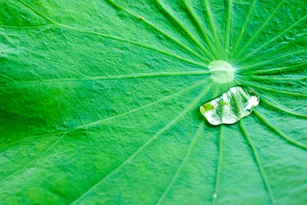 Goccia d'acqua sulla foglia di loto — Foto Stock