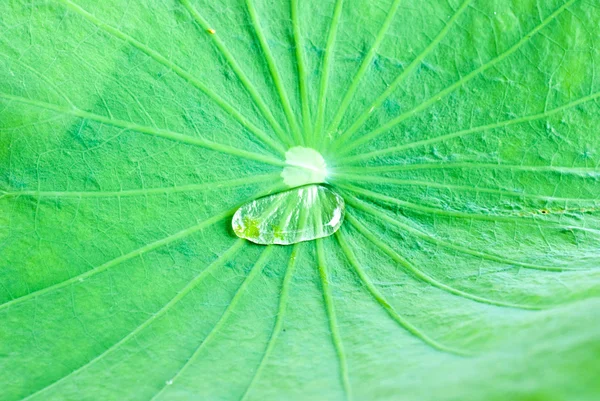 Wassertropfen auf Lotusblatt — Stockfoto