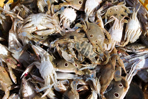 Chytil čerstvé kraby od rybářů — Stock fotografie
