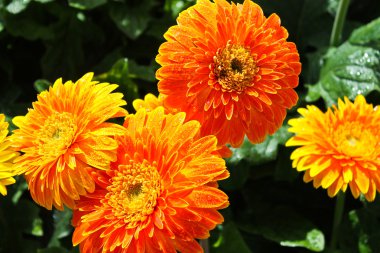 gerbera çiçek